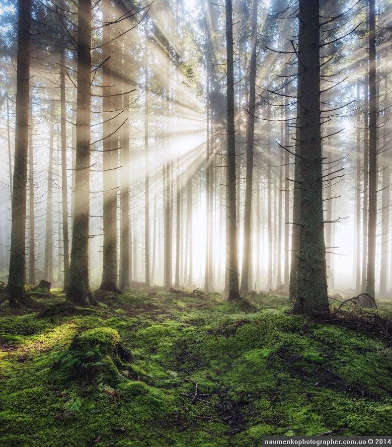 высокие,	горы,	лес,	осень, пейзаж,	рассвет,	словакия, татры,	туман, Александр Науменко