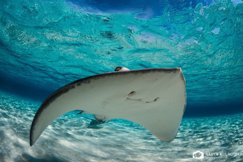 Вода, Каймановы острова, Море, Подводная съемка, Подводное фото, Скат, Хвостокол Смайлики фото превью