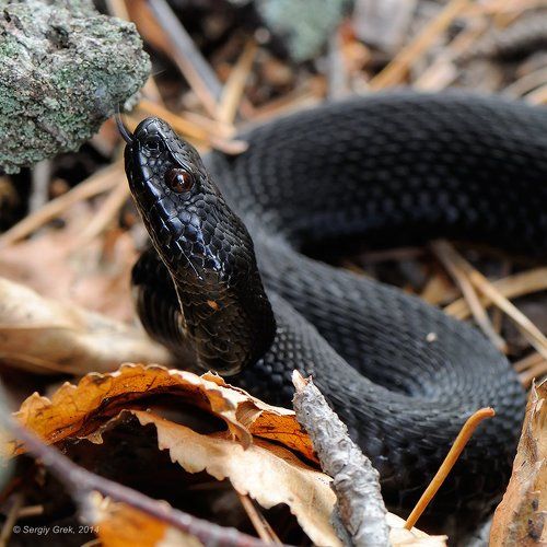 Мал, да удал!