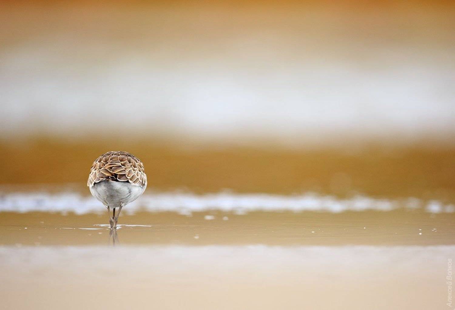 , Алексей Волков