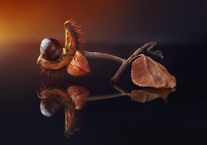 Хищник фото превью