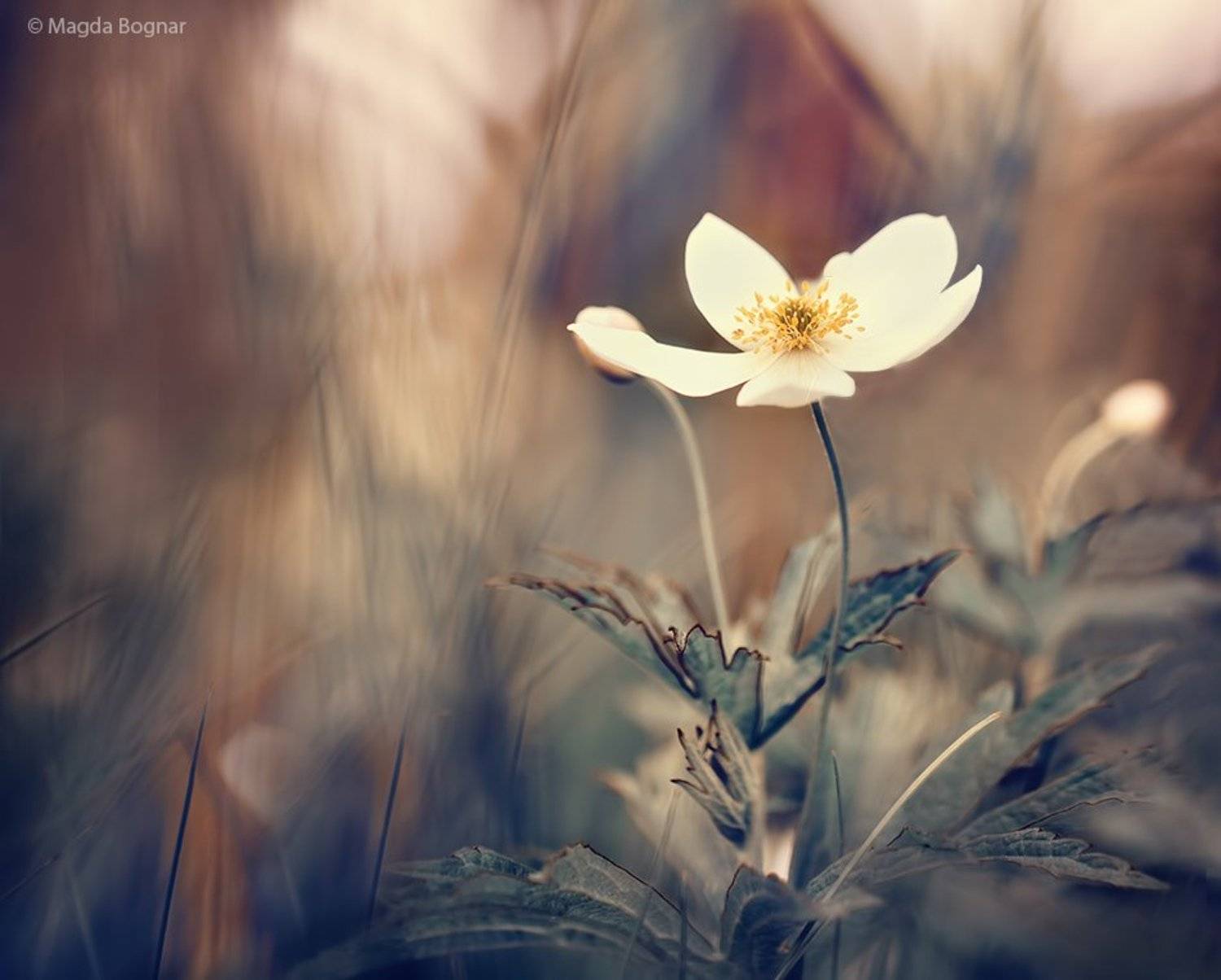 , Magda Bognar