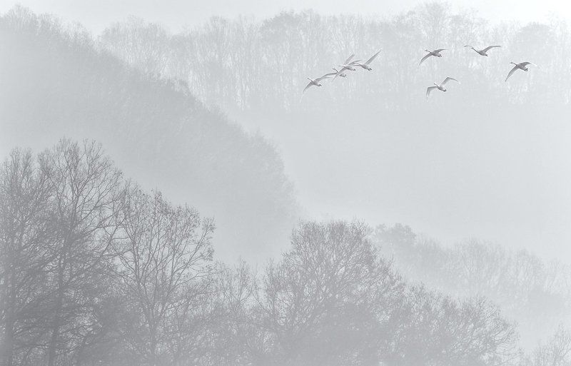 Morning flight фото превью