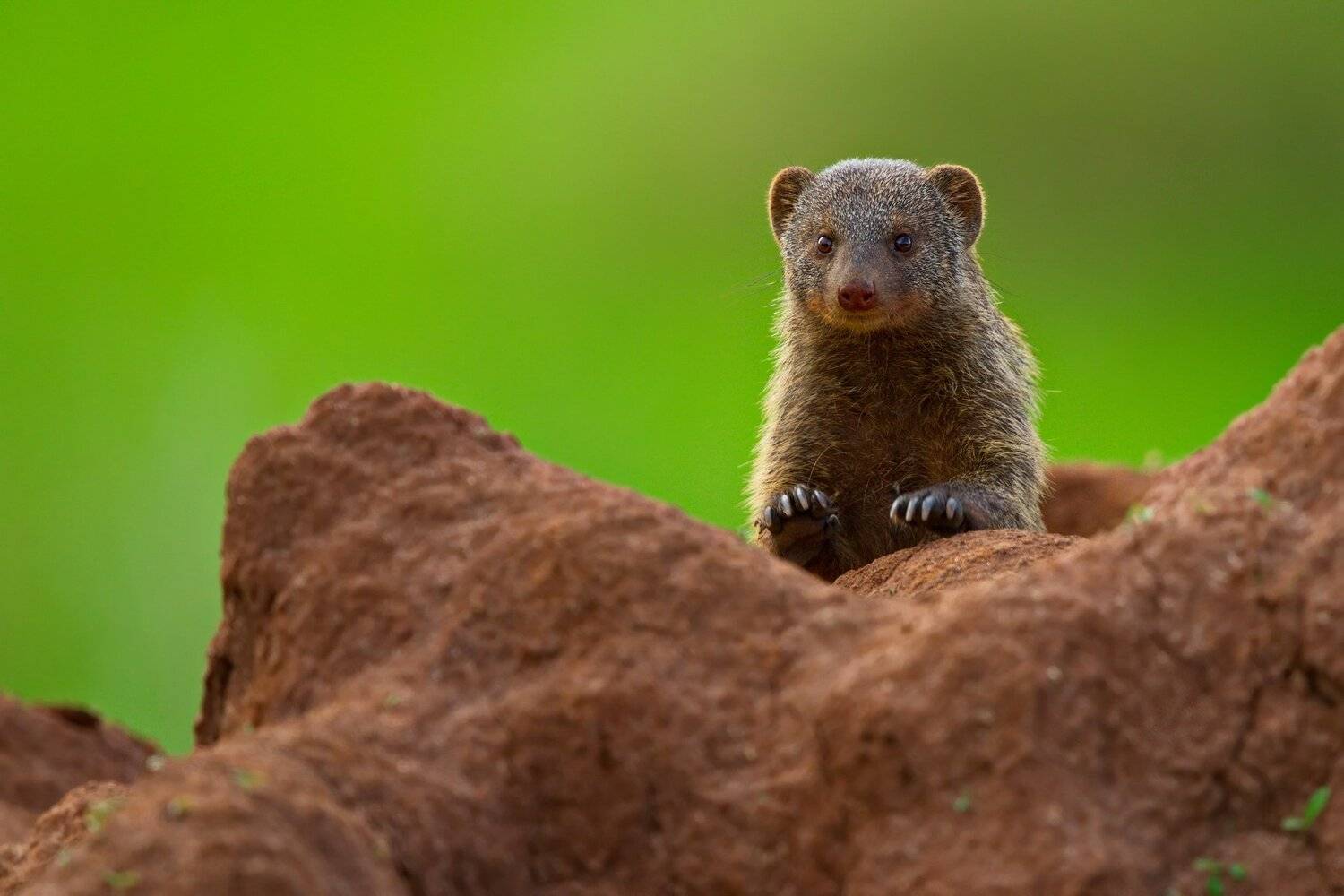 , Александр Перов