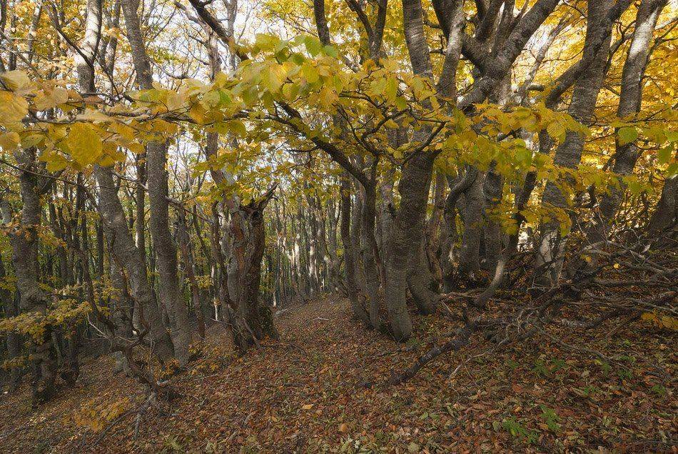 , Саша  Вайсберг / Waldschnepfe /