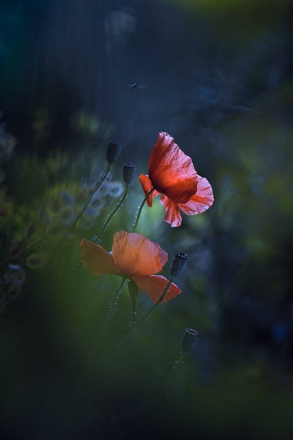 , Gabriel Prescornita