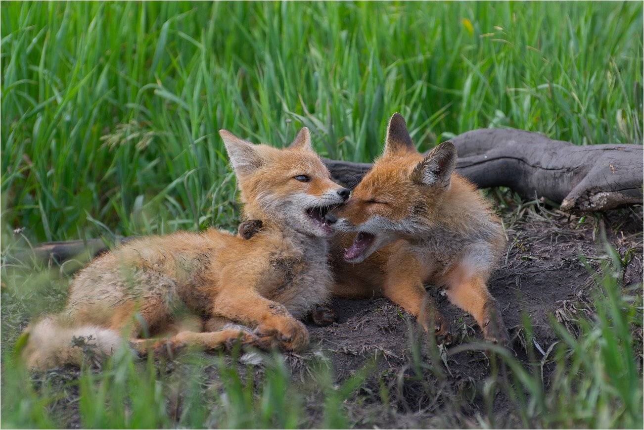 , Руслан Сигушин