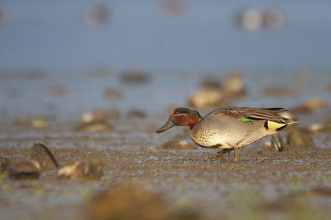 anas crecca, teal, зимно бърне, чирок, Евгени Стефанов