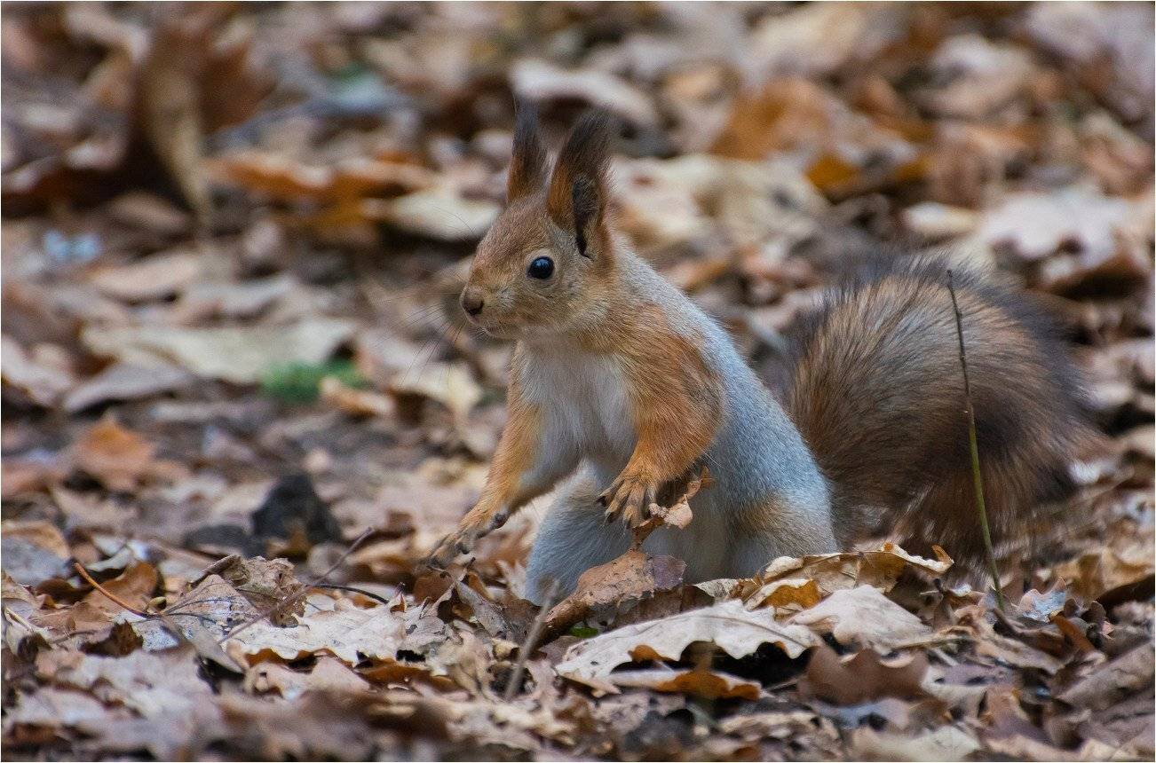 , Руслан Сигушин