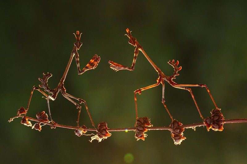 empusa pennata фото превью