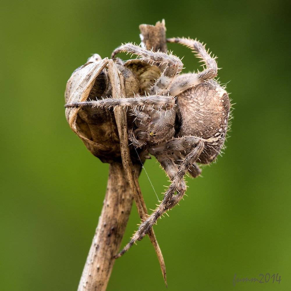 , Игорь ФУММ