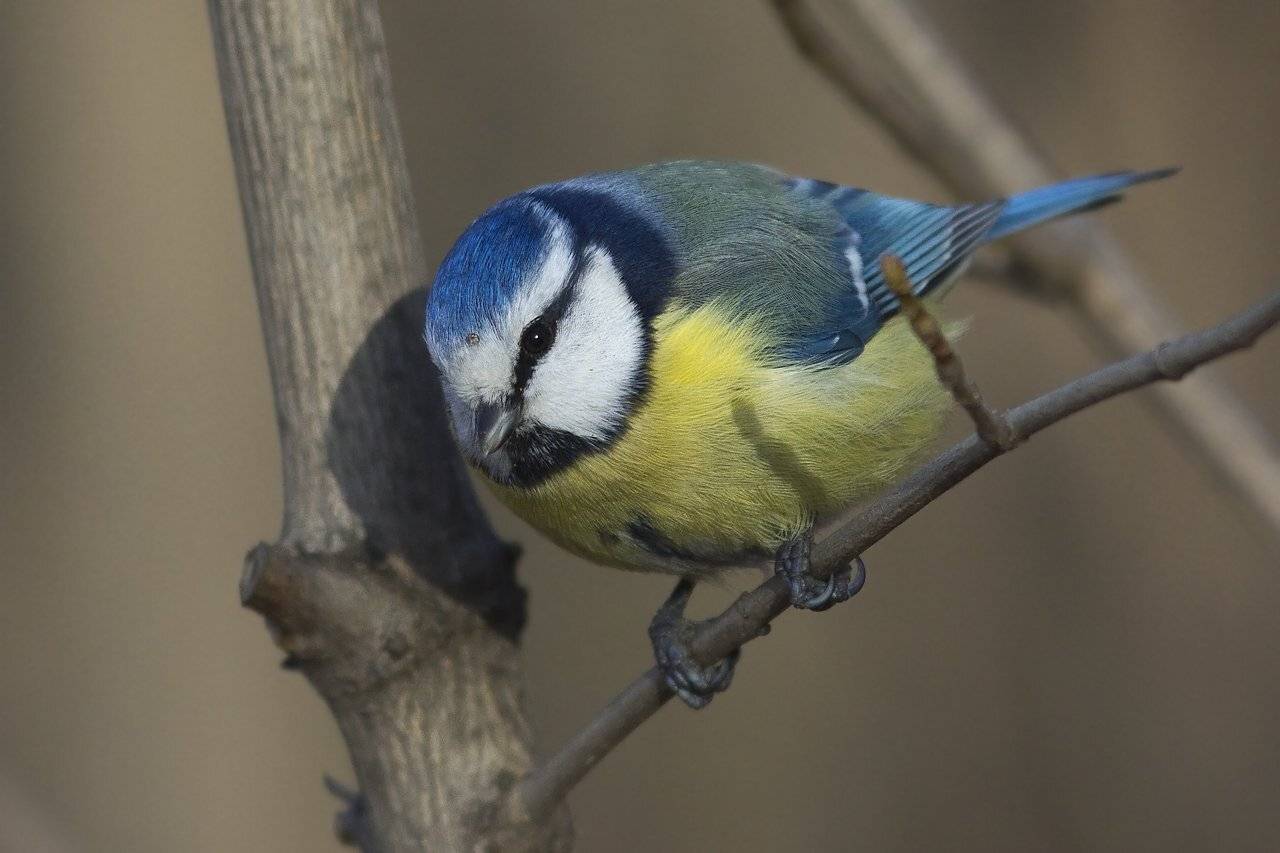 , Дмитрий Кугувалов