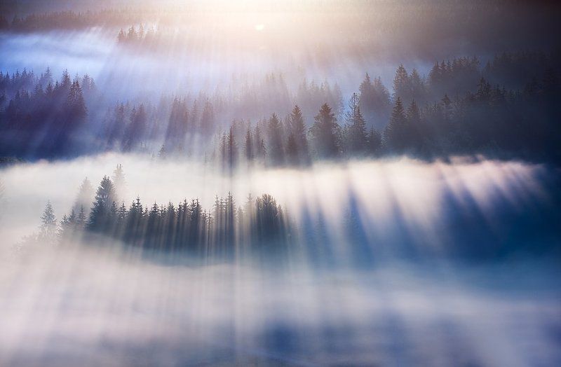 Dream