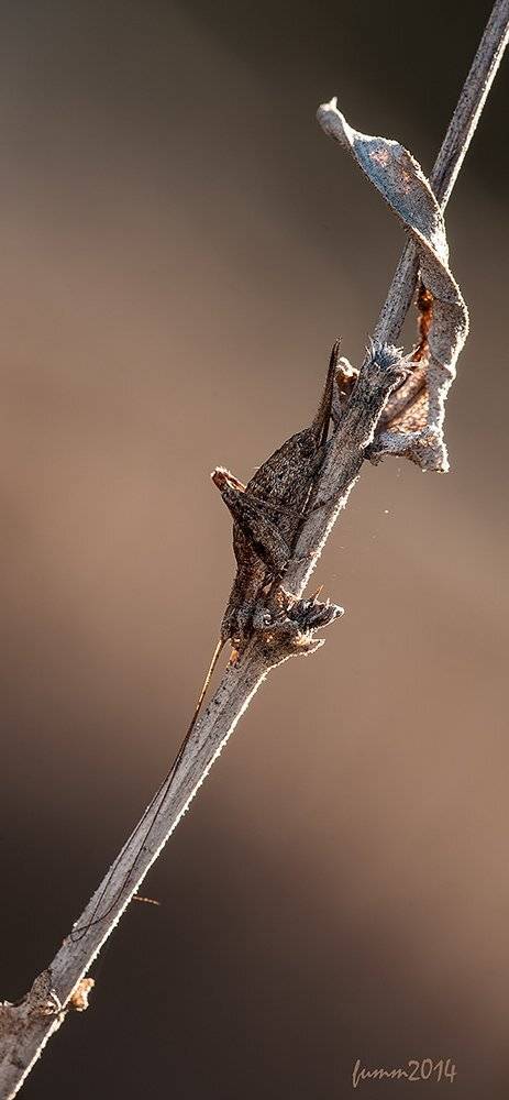 , Игорь ФУММ