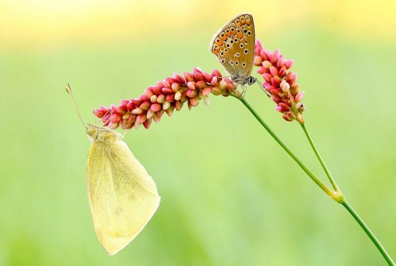 Kingdom of illusion... фото превью