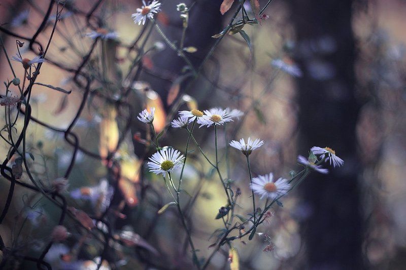 ***** фото превью