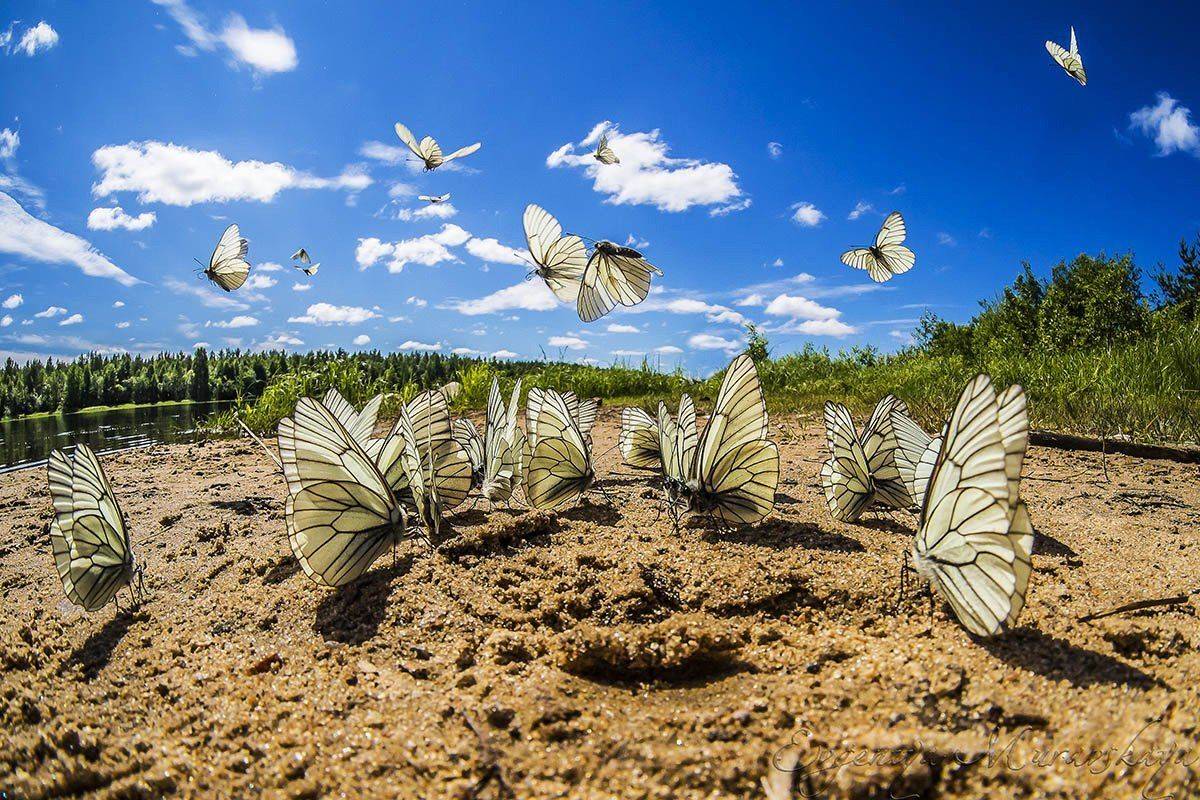 Бабочка, Карелия, Евгения Муравская