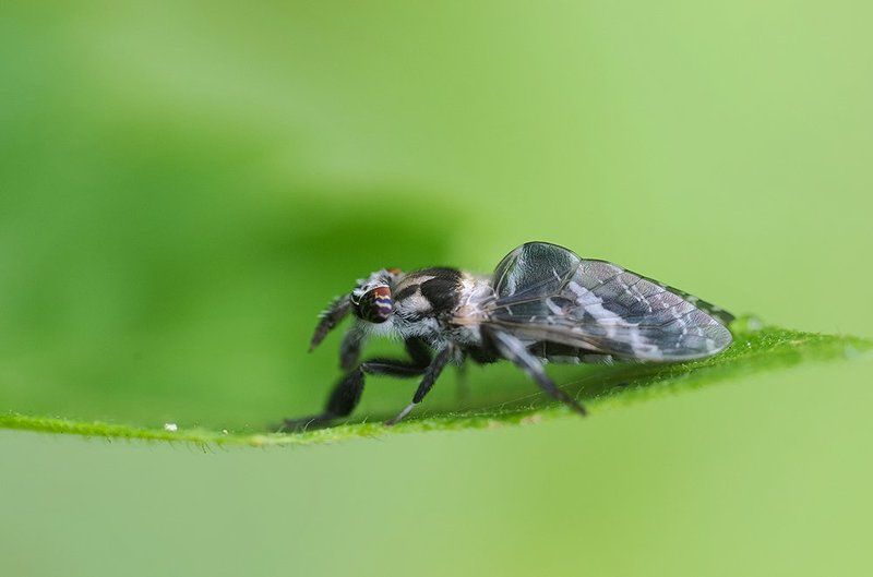 *** фото превью