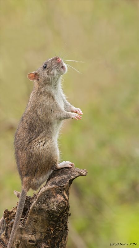 Крыса, Природа, Фотоохота Соловей разбойник фото превью