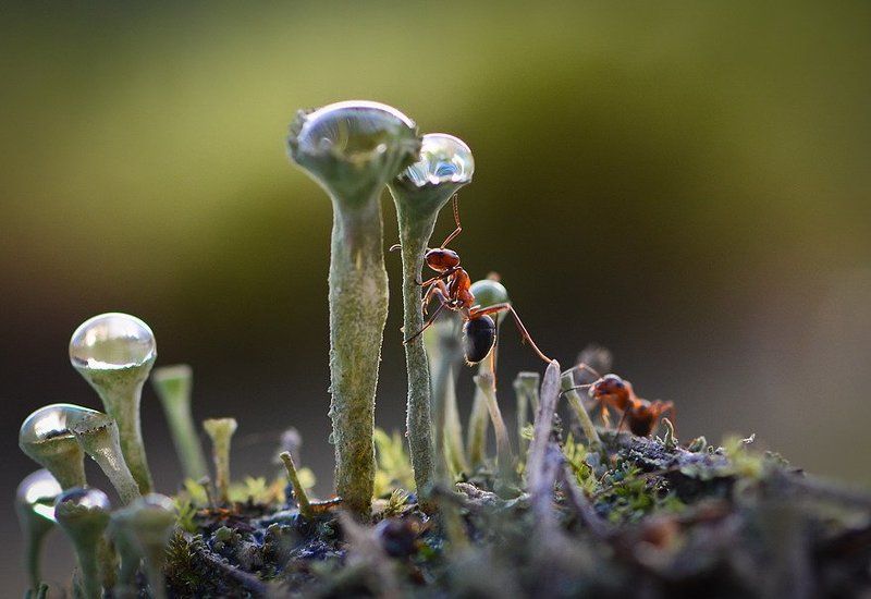 Жажда. фото превью