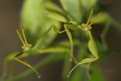 Linnaeus' Leaf Bug ,Листовидка - Phyllium siccifolium
