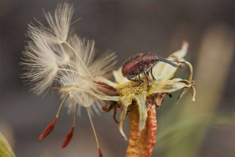 , Роман Рысь