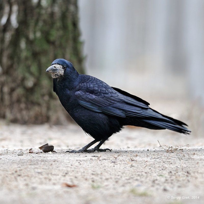 Портрет приятеля фото превью