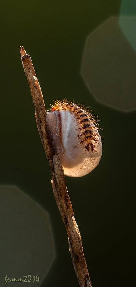 , Игорь ФУММ