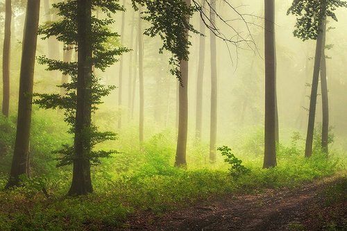 Fresh mist