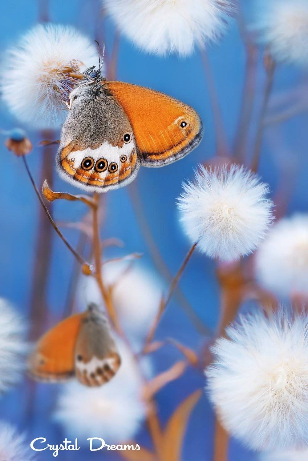 , Татьяна Крылова