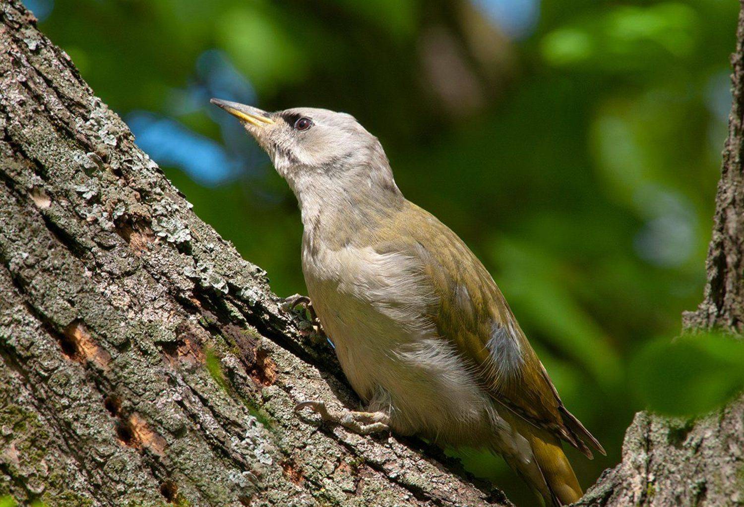 , Игорь Олейник