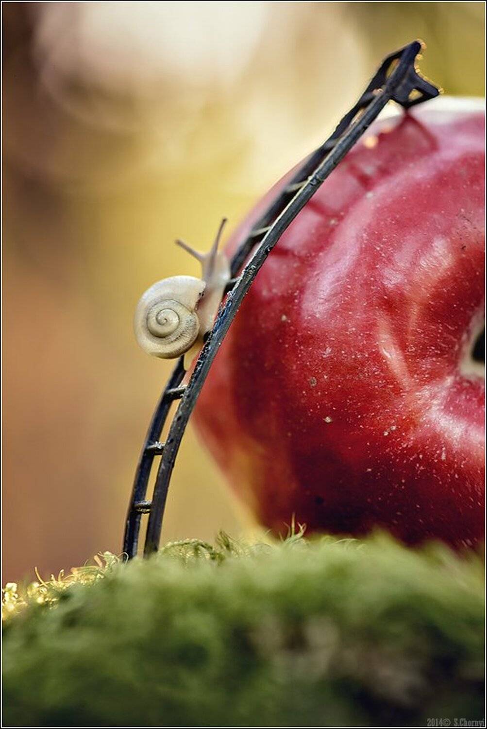 Коростышев, Макро, Макро красота, Макро мир, Макро фото, Сказка, Украина, Улитка, Яблоко, Александр Чорный