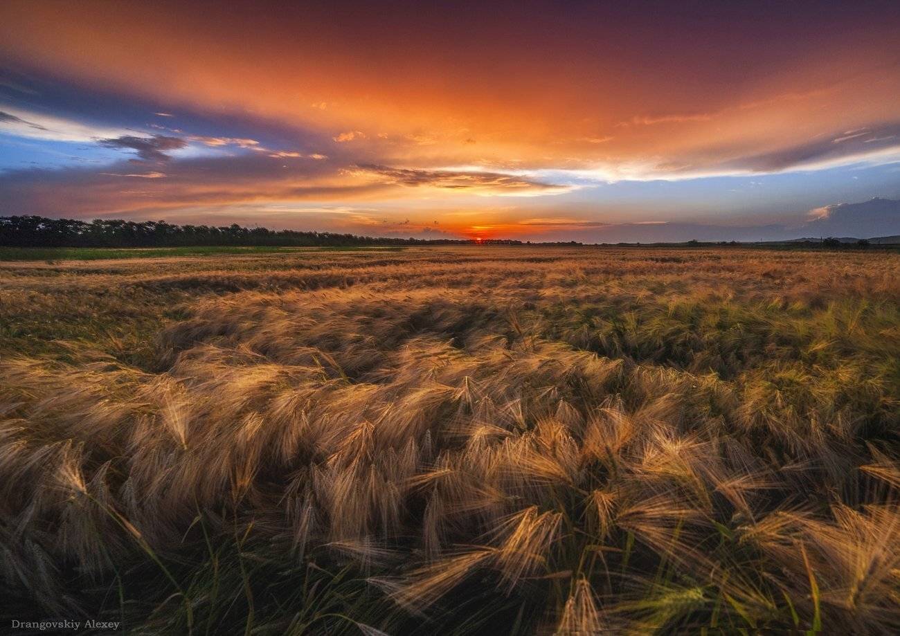 , Алексей Дранговский
