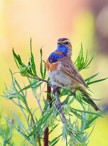 удивленная варакушка