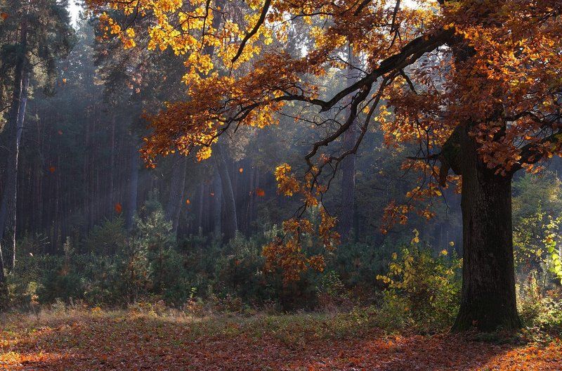 осенняя пора..... фото превью