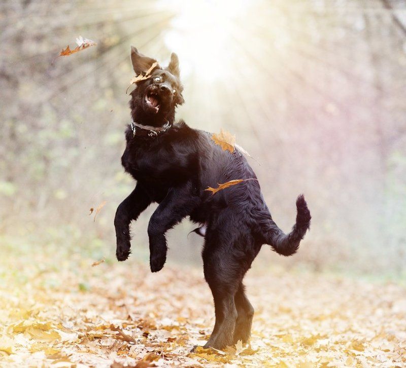 Dante II фото превью