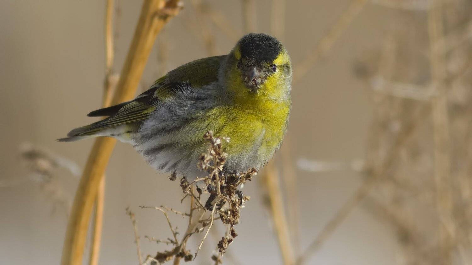 Чиж, Ляпустин Юра