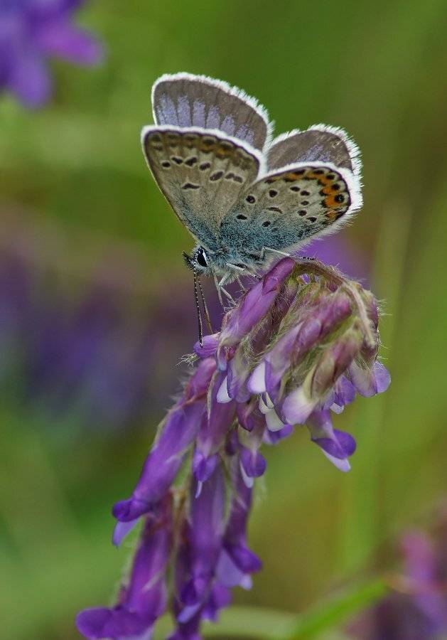 , Чепленко Алексей