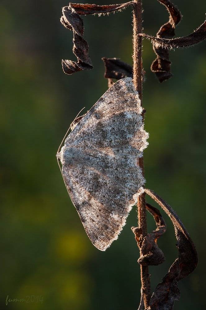 , Игорь ФУММ