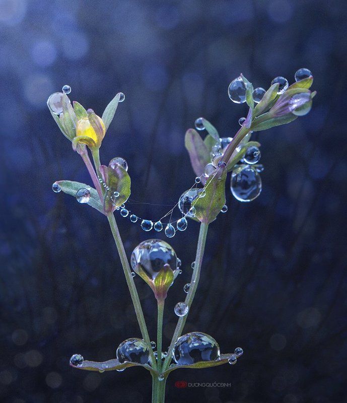 Macro DQD фото превью