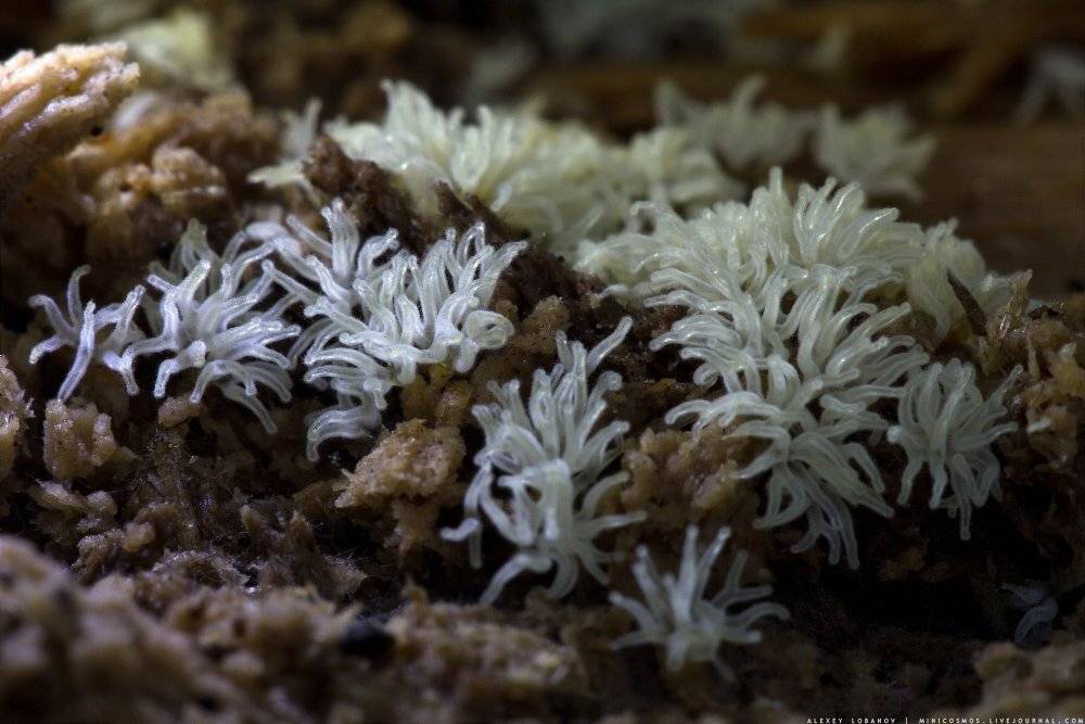 , Алексей Лобанов