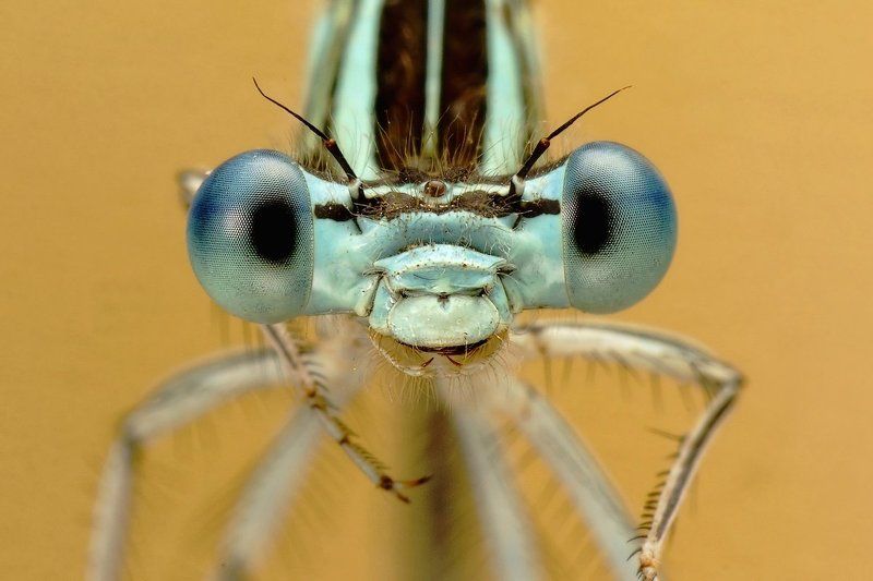 ГЛАЗА фото превью