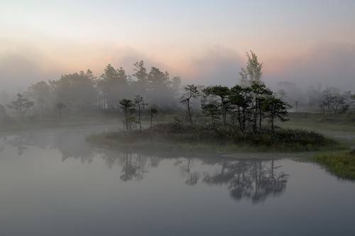 Morning in the swamp