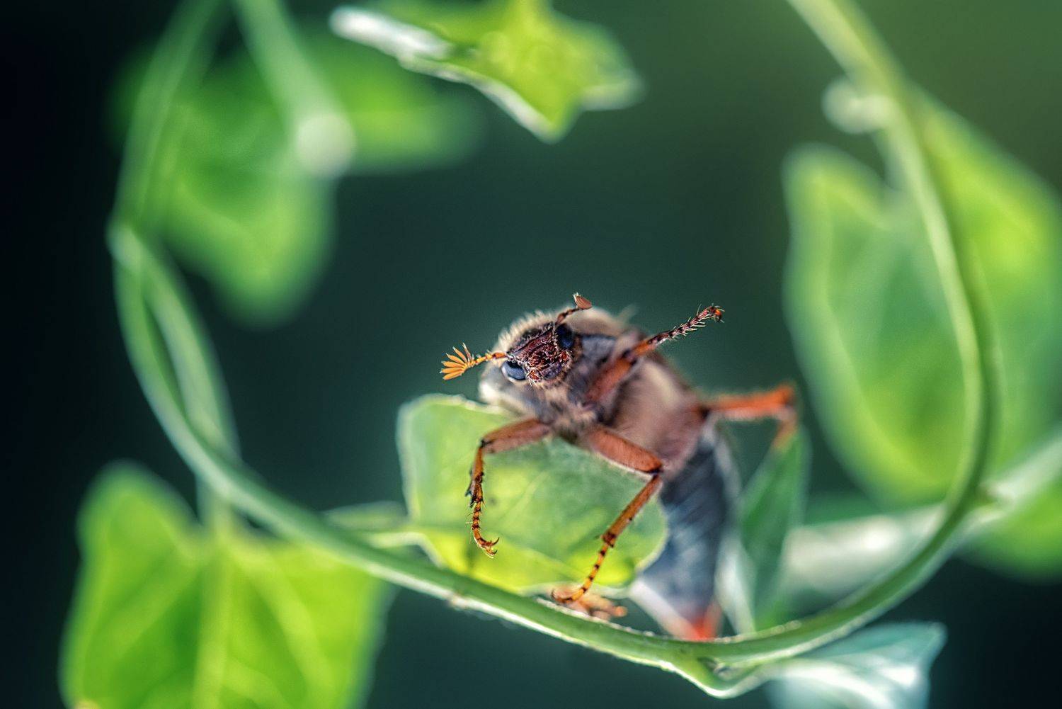 , Анастасия Думинская