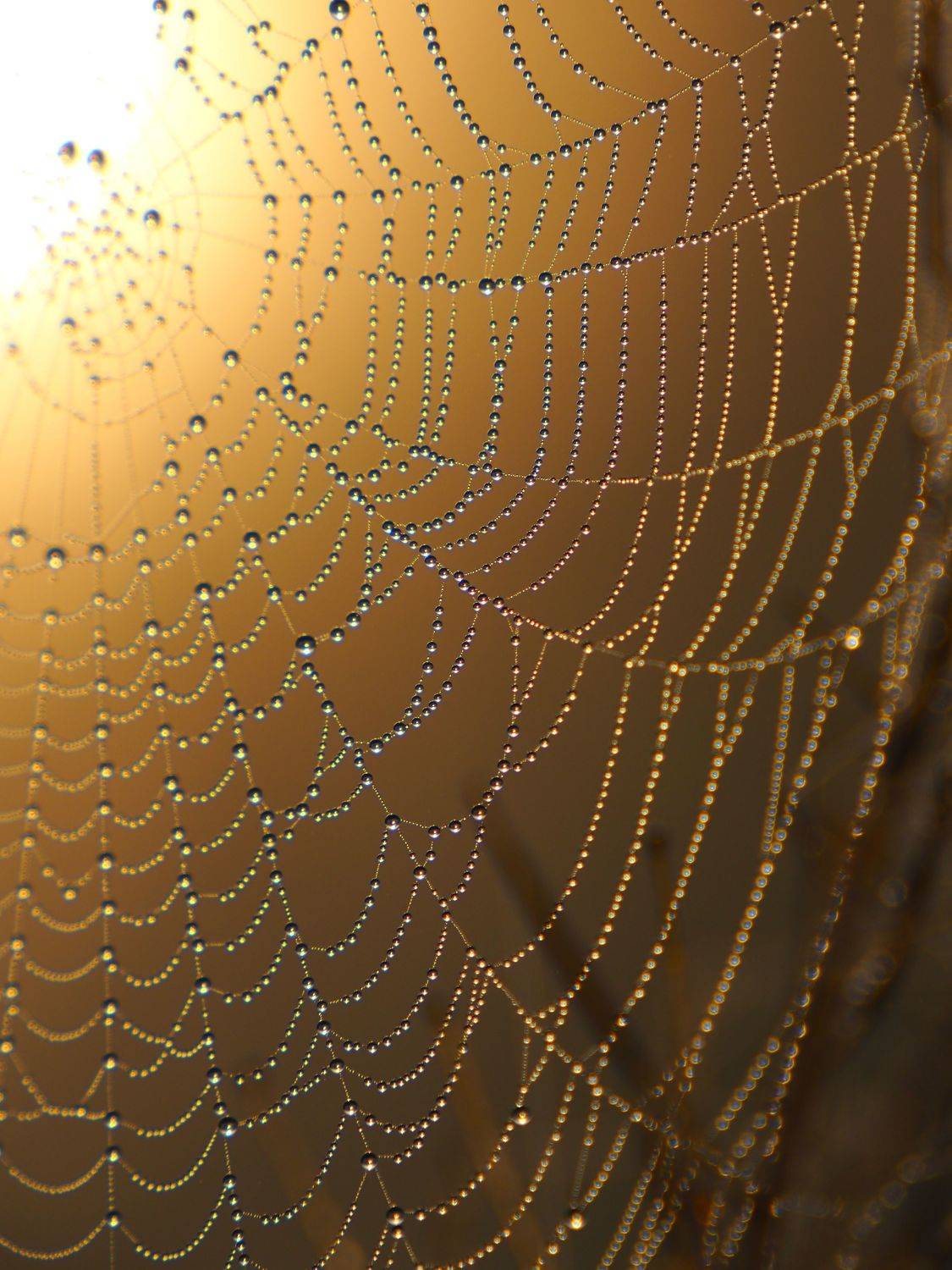 , Андрей Перешеин