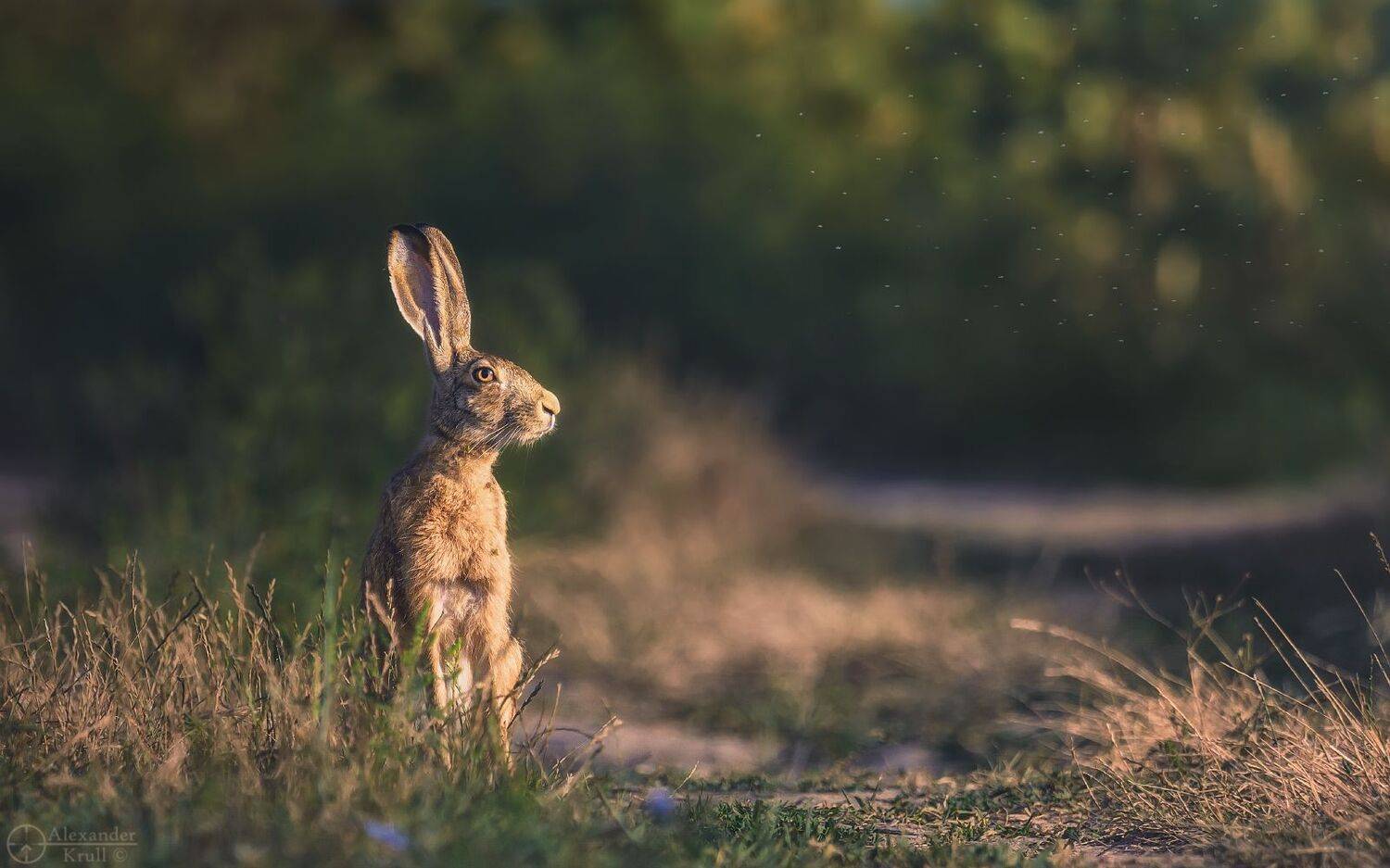 заяц, Александр Круль