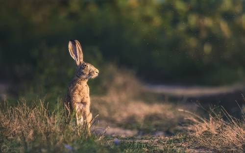 Лопоухий позер