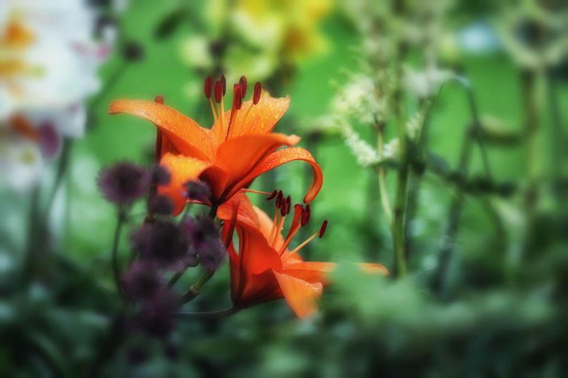 orange lielies, flowers, garden, macro, close-up, nature orange lilies, flowers, garden, macro, close-up, nature фото превью