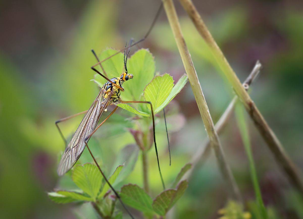 комар, долгоножка, комар долгоножка, насекомое, макро, macro, Хилько Марина