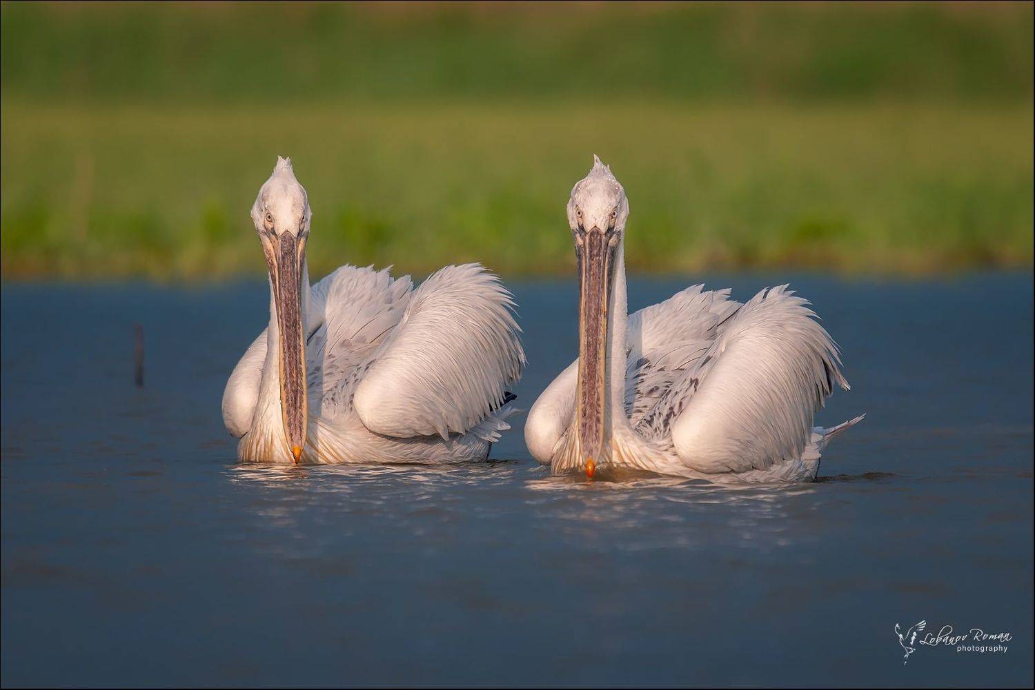 , Лобанов Роман
